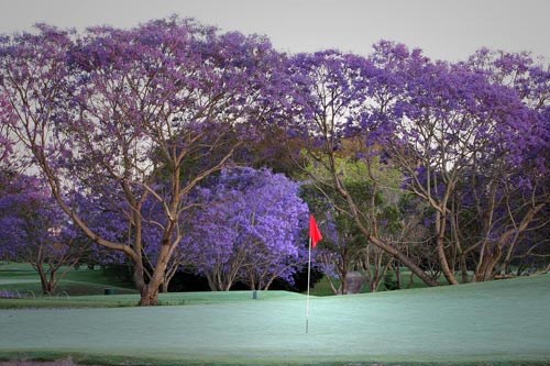 Indooroopilly Golf Club (Captains Course) 