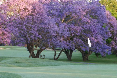 Indooroopilly Golf Club (President's Course) 
