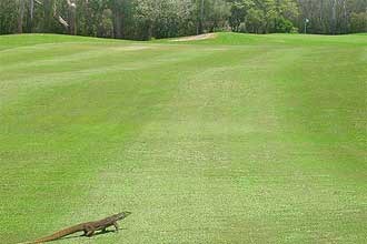 Capricorn Resort - Championship Course